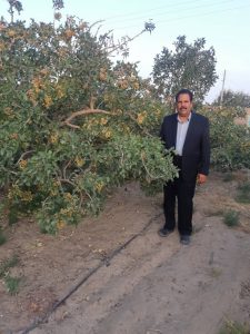 کشاورز نمونه و برتر پسته کار کشوری(پسته اکبری) معرفی شد، غلامرضا جدیدی